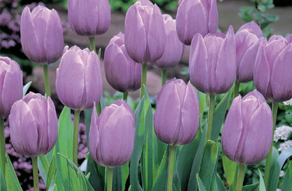 Hoe bloembollen van bloemen te bewaren: lelies, tulpen, hyacinten