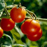 Hoe tomaten correct te binden Hoe tomaten correct te binden