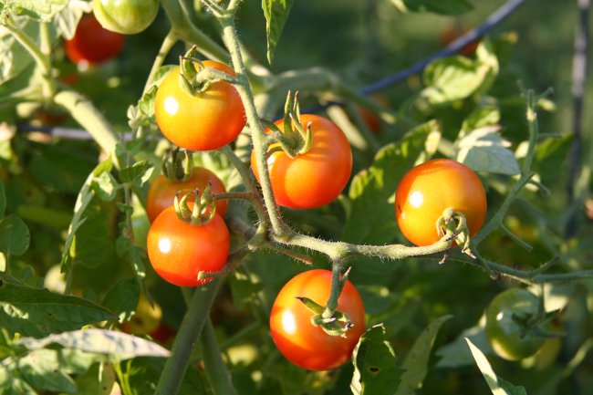Hoe tomaten correct te binden Hoe tomaten correct te binden