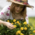 Hoe rozen te planten