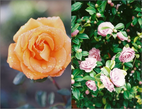 Hoe rozen te planten