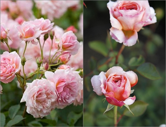 Hoe rozen te planten