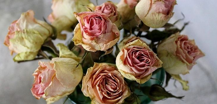 Hoe bloemen te drogen voor een herbarium