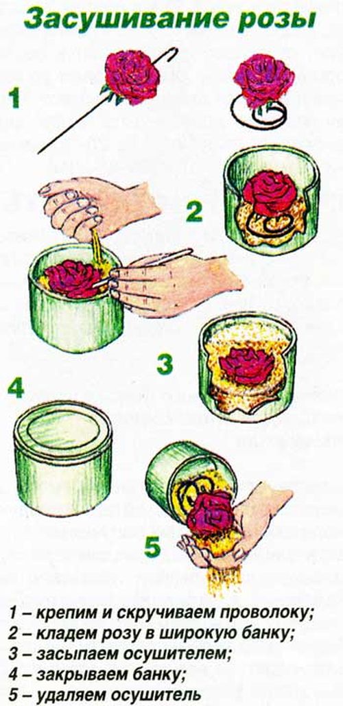 Hoe bloemen te drogen voor een herbarium