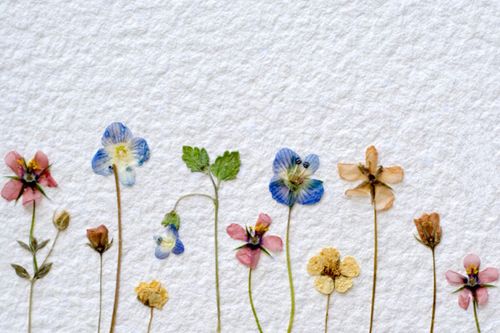 Hoe bloemen te drogen voor een herbarium