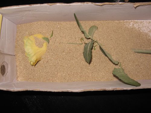 Hoe bloemen te drogen voor een herbarium