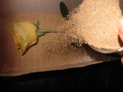 Hoe bloemen te drogen voor een herbarium