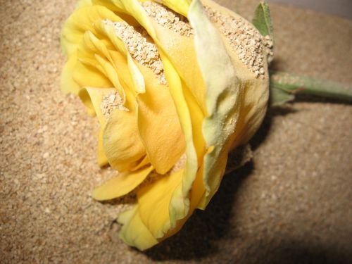 Hoe bloemen te drogen voor een herbarium