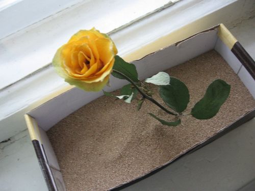 Hoe bloemen te drogen voor een herbarium