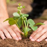 Hoe aardbeien te verliezen - foto's en video's Hoe aardbeien te verliezen - foto's en video's