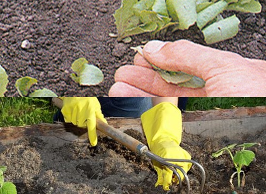 Hoe aardbeien te verliezen - foto's en video's Hoe aardbeien te verliezen - foto's en video's