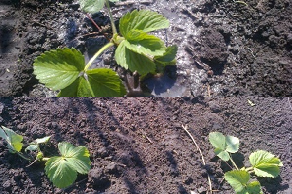 Hoe aardbeien te verliezen - foto's en video's Hoe aardbeien te verliezen - foto's en video's