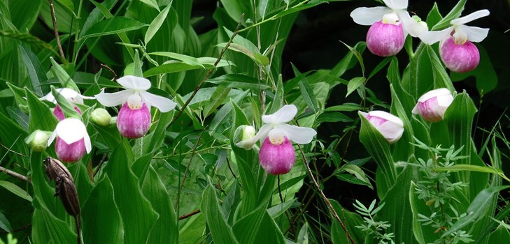 Hoe een orchidee te verspreiden Hoe een orchidee te verspreiden