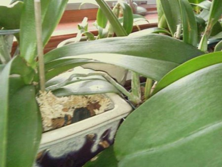 Hoe een orchidee te verspreiden: baby's