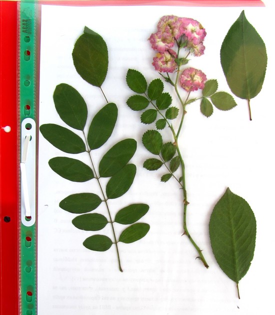 Leren om een ​​herbarium en een album voor hem te maken met hun eigen handen