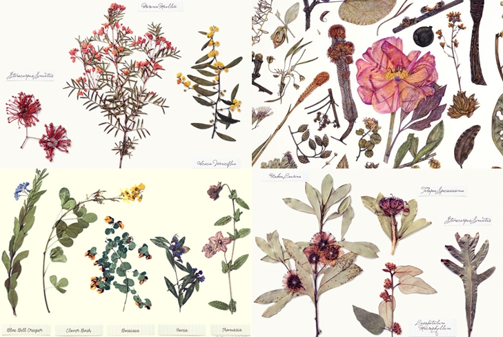 Hoe maak en arrangeer je een herbarium van bladeren