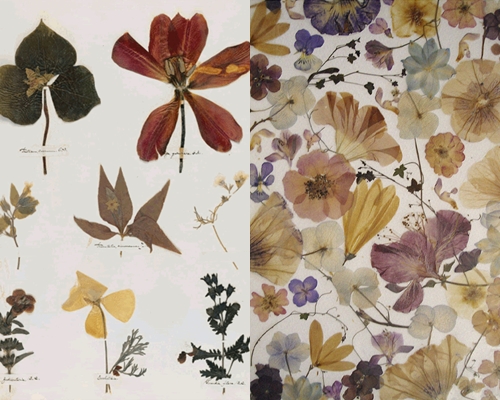 Hoe maak en arrangeer je een herbarium van bladeren
