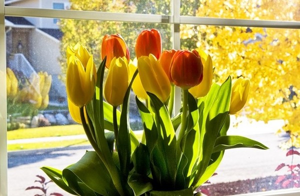 Tulpen in huis