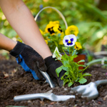 Hoe een bloementuin te creëren