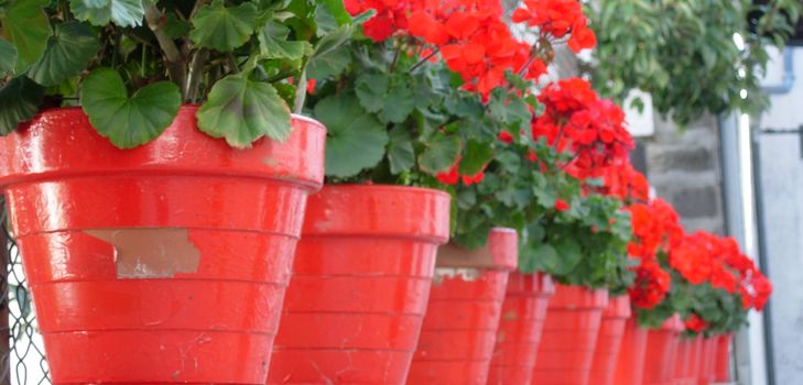 Zorg voor geraniums