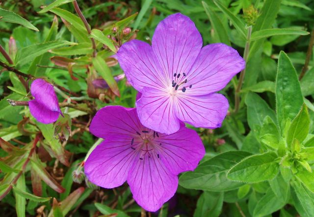 Zorg voor geraniums