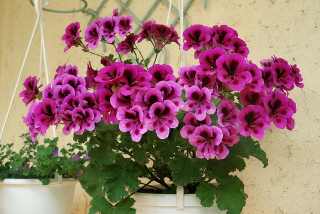 Zorg voor geraniums