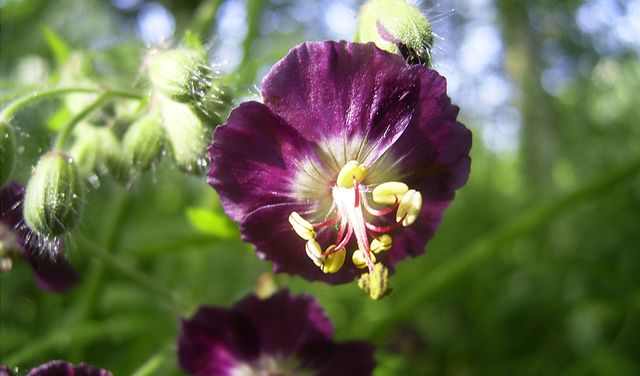 Zorg voor geraniums