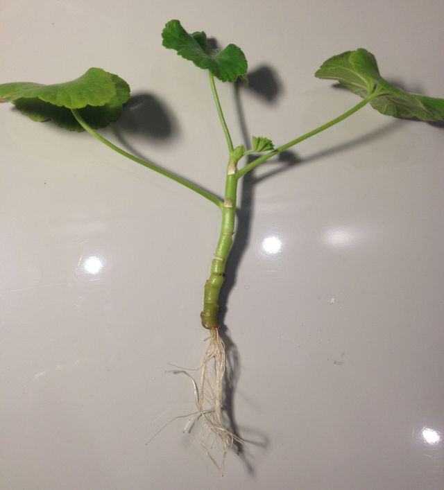 Zorg voor geraniums