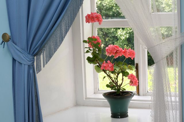 Zorg voor geraniums