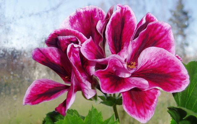Zorg voor geraniums