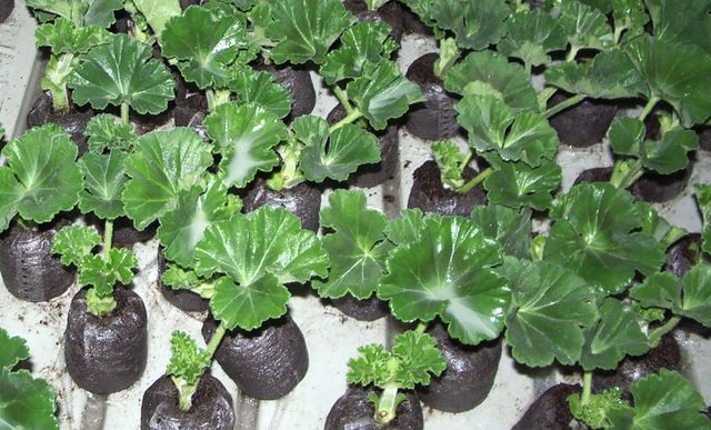 Zorg voor geraniums