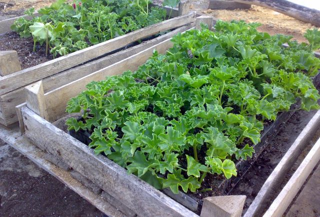 Zorg voor geraniums