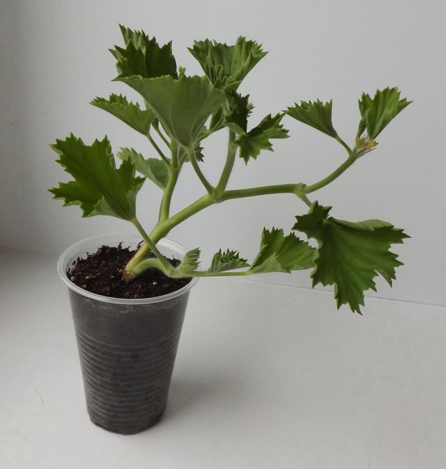 Zorg voor geraniums