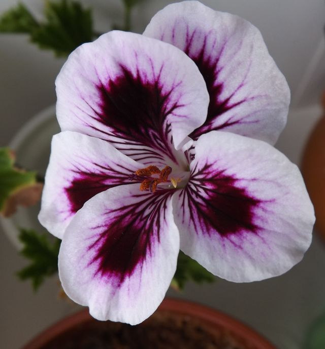 Zorg voor geraniums