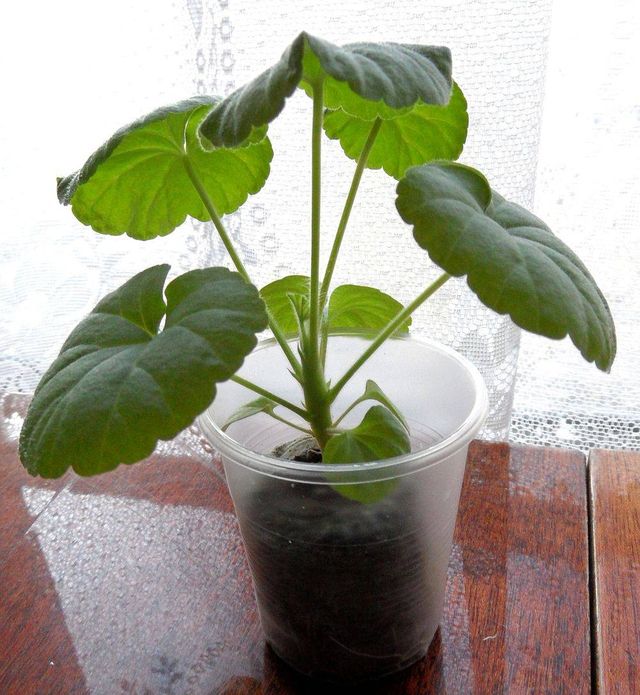 Zorg voor geraniums
