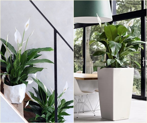 Ziekten en behandeling van spathiphyllum
