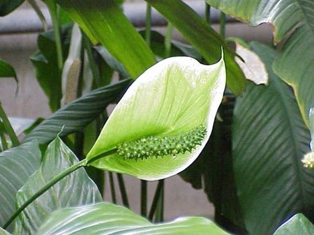 Zorg voor de spathiphyllum in huis Zorg voor de spathiphyllum in huis
