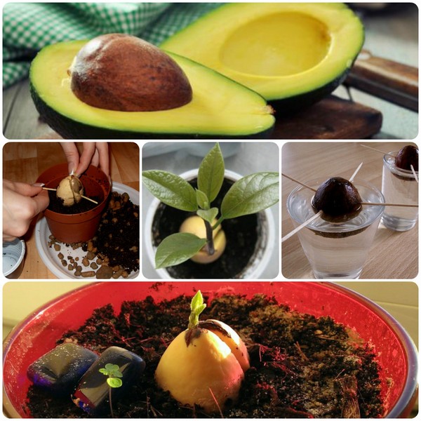 Hoe avocado van een steen te laten groeien