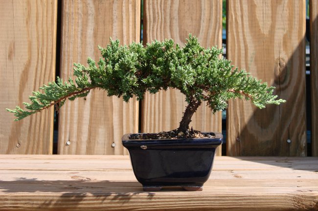 Hoe bonsai thuis te kweken