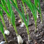 Hoe knoflook te laten groeien Hoe knoflook te laten groeien