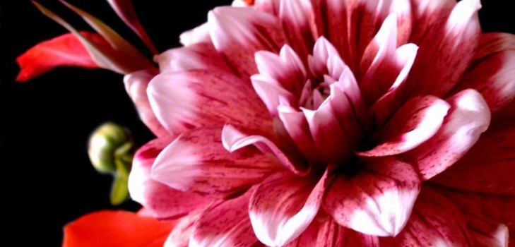 bud dahlia's
