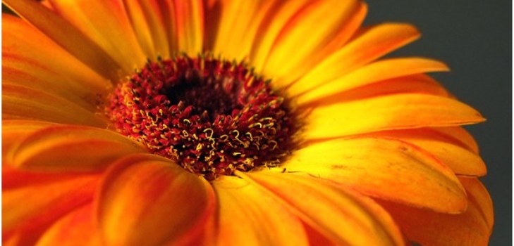 mooie gerbera