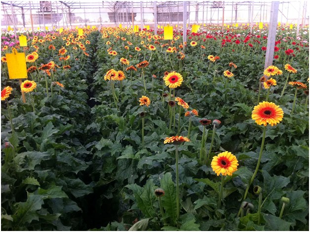 plantage van gerbera's