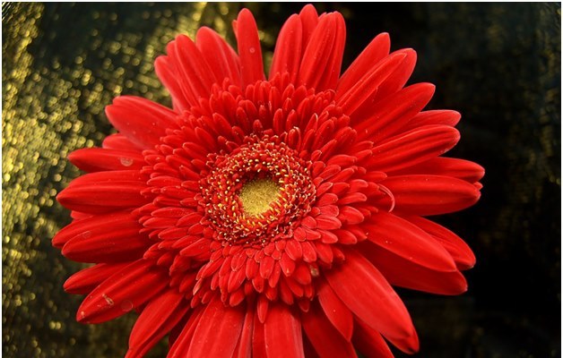 Hoe een gezonde gerbera in uw tuin te laten groeien