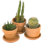 Cactussen en zorg voor hen
