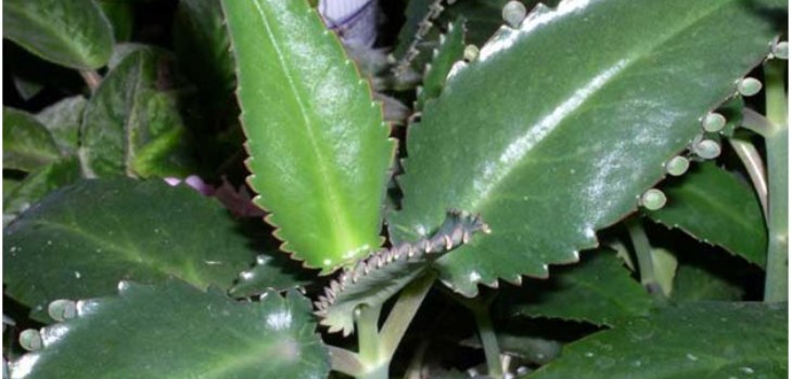 Kalanchoë plant
