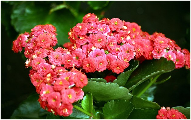 Kalanchoebloem