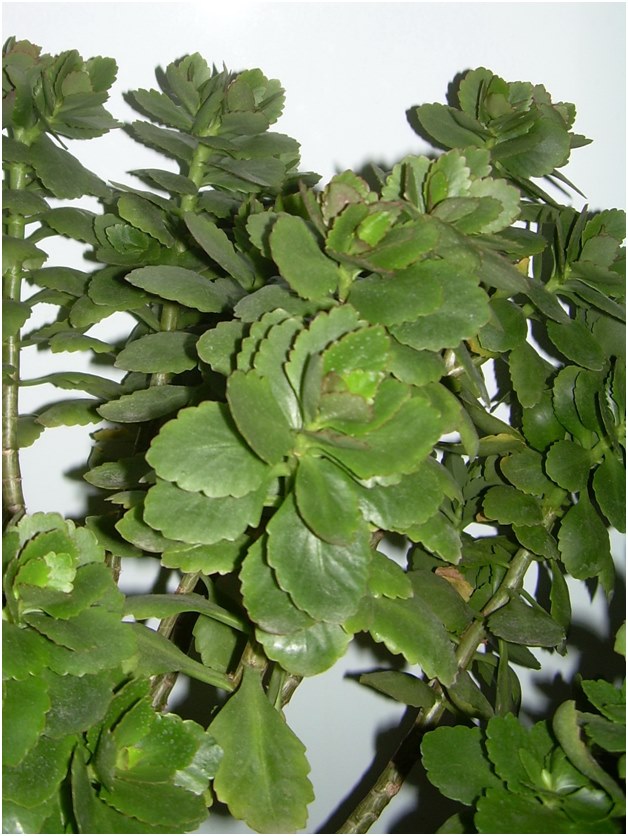 stekken van Kalanchoë