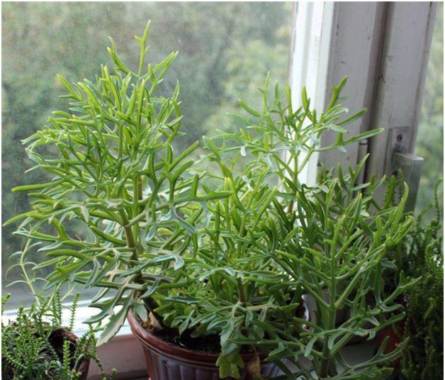 Kalanchoe - de dokter op de vensterbank