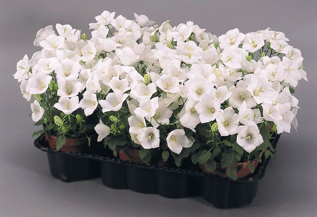 Zorg voor de Campanula